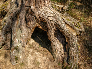 picture with thick pine roots