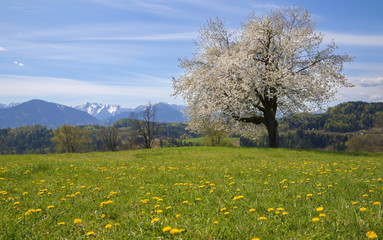 S&uuml;dk&auml;rntner Landschaft mit bl&uuml;hendem Baum / K&auml;rnten / &Ouml;sterreich