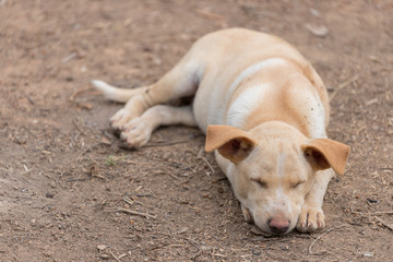 The puppy sleeps on the ground, waiting for the owner
