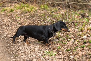 Black and tan dachshund on meadow in early spring