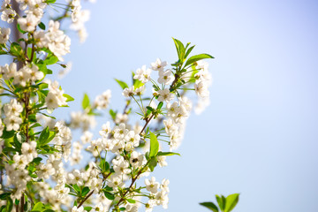 Beautifully blooming cherry trees, background with blooming flowers on a spring day.