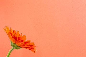 Orange gerbera flower with orange background. Floral composition, copy space