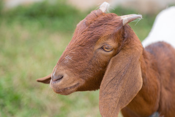 Brown lovely Goat looking the camera with green nature