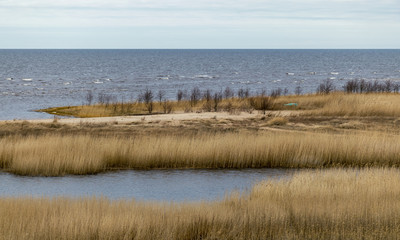 seaside meadow in spring