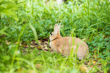 春の公園で遊んでいる可愛いウサギ