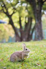 春の公園で遊んでいる可愛いウサギ