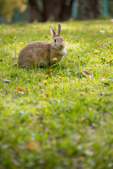 春の公園で遊んでいる可愛いウサギ