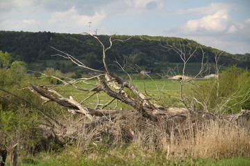 White dead willow ancient tree in the french meadow