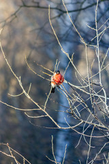 Bullfinch bird sits on a branch in the forest.
