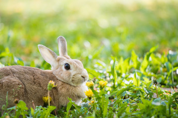 春の公園で遊んでいる可愛いウサギ