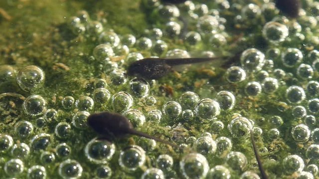 Tadpoles are swimming in shallow pond. Early stage frog tadpoles of development into amphibians are swim around a pond. Tadpoles in the pond moving in clear water. group tadpoles in river side 