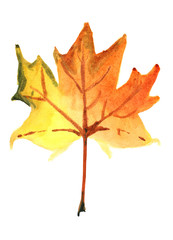 Autumn maple leaf in red and orange, isolated on a white background. Watercolor drawing