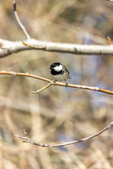 Muscovite, black tit. A bird in the forest sits on a branch, the sun is shining.