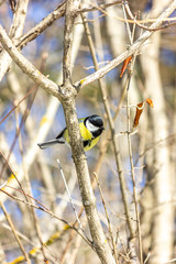 Close-up of a bird sitting on a branch in the forest. Yellow big tit.