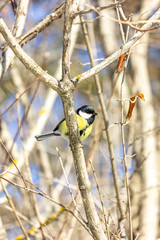 Close-up of a bird sitting on a branch in the forest. Yellow big tit.