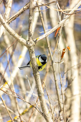 Close-up of a bird sitting on a branch in the forest. Yellow big tit.