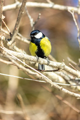 Close-up of a bird sitting on a branch in the forest. Yellow big tit.