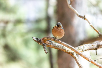 A finch bird sits on a branch in the forest.