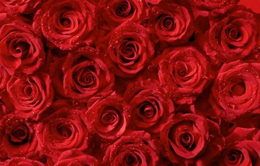 red roses background