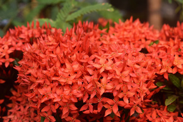 Beautiful red needle flower used to decorate in auspicious beauty