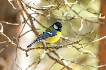 Close-up of a bird sitting on a branch in the forest. Yellow big tit.