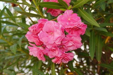 exotic flower growing in a botanical garden on the Spanish island of Tenerife on a summer warm...