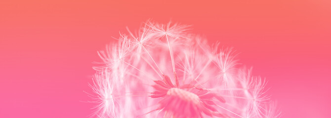 dandelion at sunset . Freedom to Wish. Dandelion silhouette fluffy flower on sunset sky. Seed macro closeup. Soft focus. Goodbye Summer. Hope and dreaming concept. Fragility. Springtime