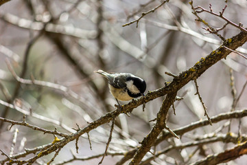 Muscovite, black tit. A bird in the forest sits on a branch, the sun is shining.