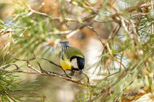Close-up of a bird sitting on a branch in the forest. Yellow big tit.