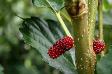 Red Mulberry on the tree with green leaves.