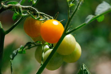 Orange cherry tomatoes sun-ripening on the vine
