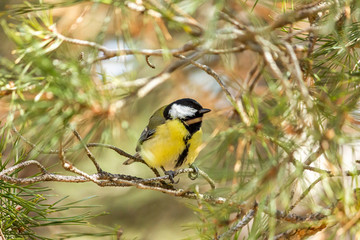 Close-up of a bird sitting on a branch in the forest. Yellow big tit.