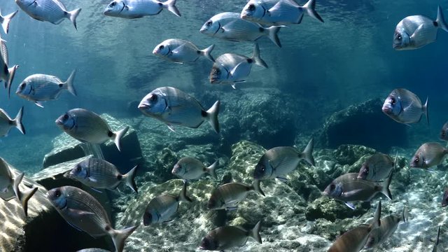 relaxing fish school scenery underwater sun rays and beams slow ocean scenery shiny fish