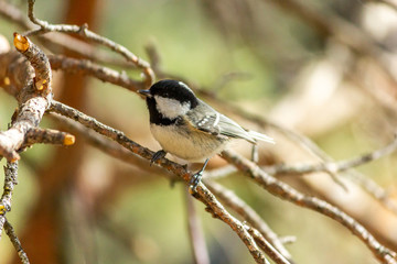Muscovite, black tit. A bird in the forest sits on a branch, the sun is shining.