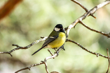 Close-up of a bird sitting on a branch in the forest. Yellow big tit.