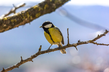 Close-up of a bird sitting on a branch in the forest. Yellow big tit.