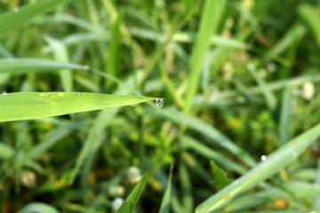 beautiful water droplets on top of green grass