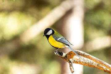 Close-up of a bird sitting on a branch in the forest. Yellow big tit.