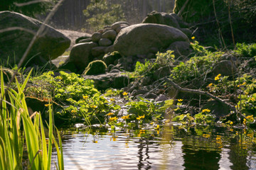 Marsh Marigold, Caltha Palustris blooming in naturalistic garden in forest in spring. Wild yellow spring flowers growing in wet woodland.   .