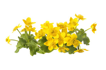 Marsh Marigold, Caltha Palustris isolated on white background. Wild yellow spring flowers growing in  marshes, fens, ditches and wet woodland. . - obrazy, fototapety, plakaty