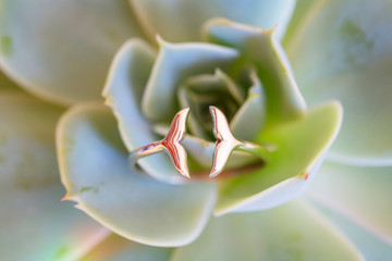 Sterling silver ring in the shape of fish tail placed in houseleek