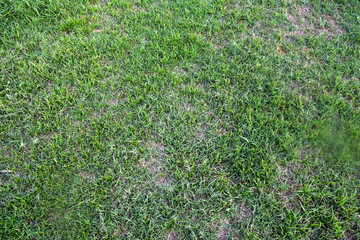 Green grass with emerging grass marks.