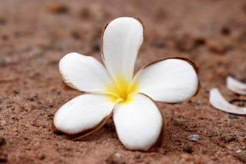 Fototapeta na wymiar Closeup of white and yellow of Plumeria flowers on on the ground ( frangipani )