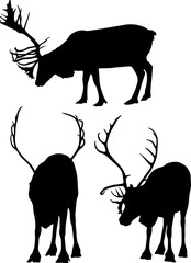 reindeer three outlines isolated on white