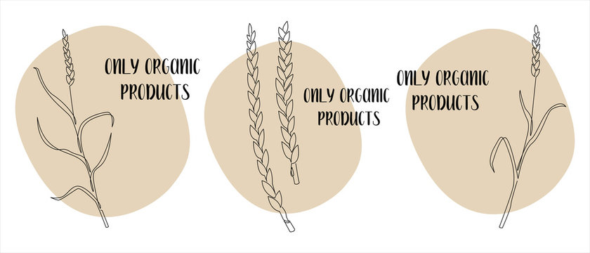 Continuous line spelt wheat, grain crop, organic product. Vector line art. Perfect for logo, packaging design, icon