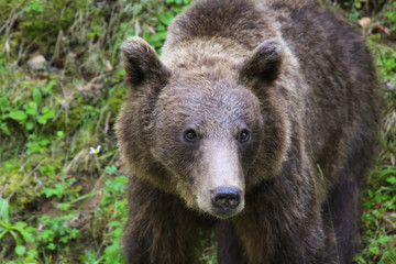 Fototapeta premium Brown bear in the wild in Transylvania, Romania