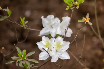 Flowers on the bushes of Vallota the Beautiful. Spring photo close-up.