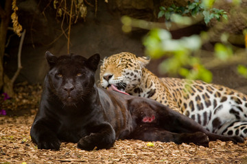 black and spotted panther lying in the zoo garden