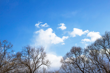 Trees and blue sky with clouds in the spring. Copy space. 