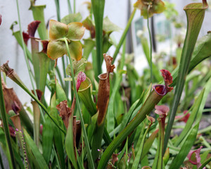 plante carnivore